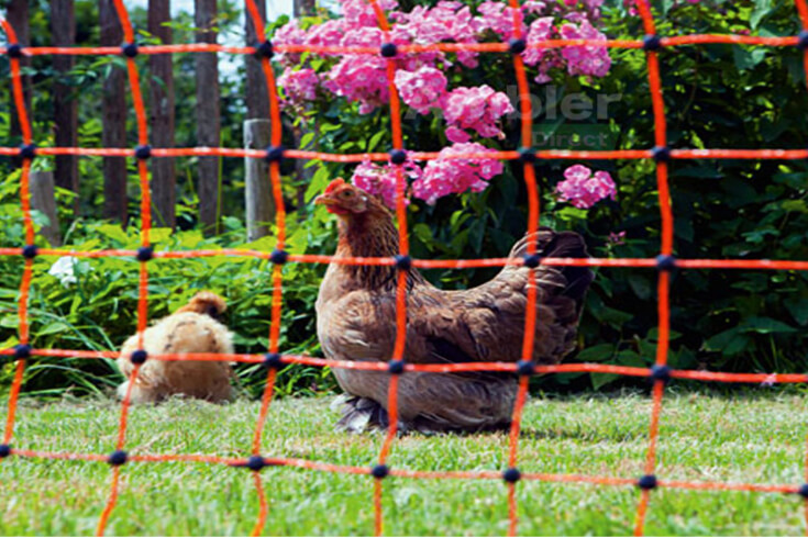 Chicken Fence Electric Poultry Netting