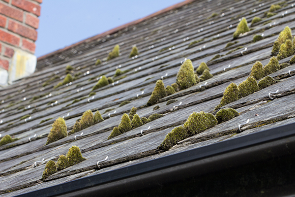 Moss growing on a slate roof