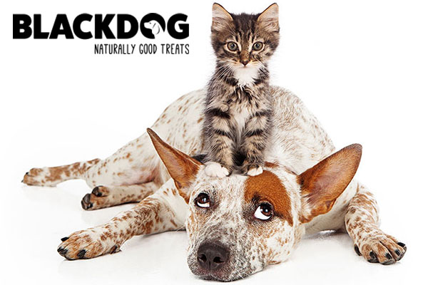 Treat Your Best Mate Right: Introducing the Blackdog Range at The Grit