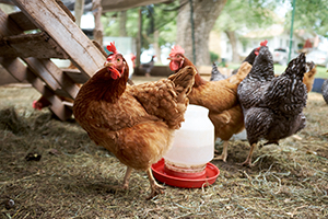 Buying Poultry Feeders? Keep This in Mind